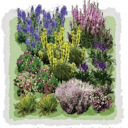 Exclusieve border wilde planten